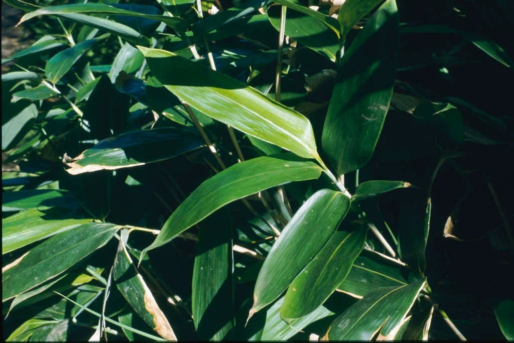 SASA VEITCHII  'Veitch's Bamboo'