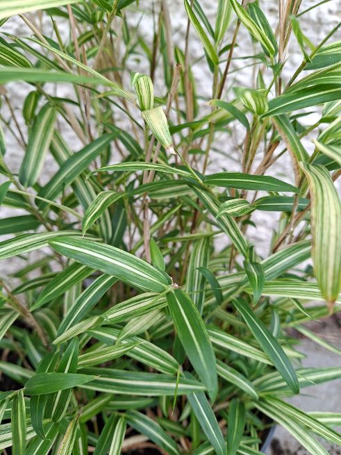 PLEIOBLASTUS SHIBUYANUS 'TSUBOI'  Dwarf white-striped bamboo.