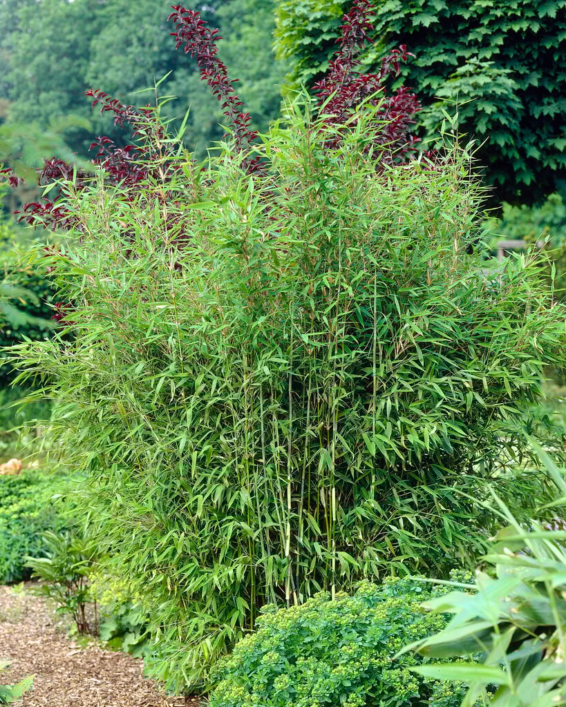 FARGESIA MURIELIAE 'Umbrella Bamboo'