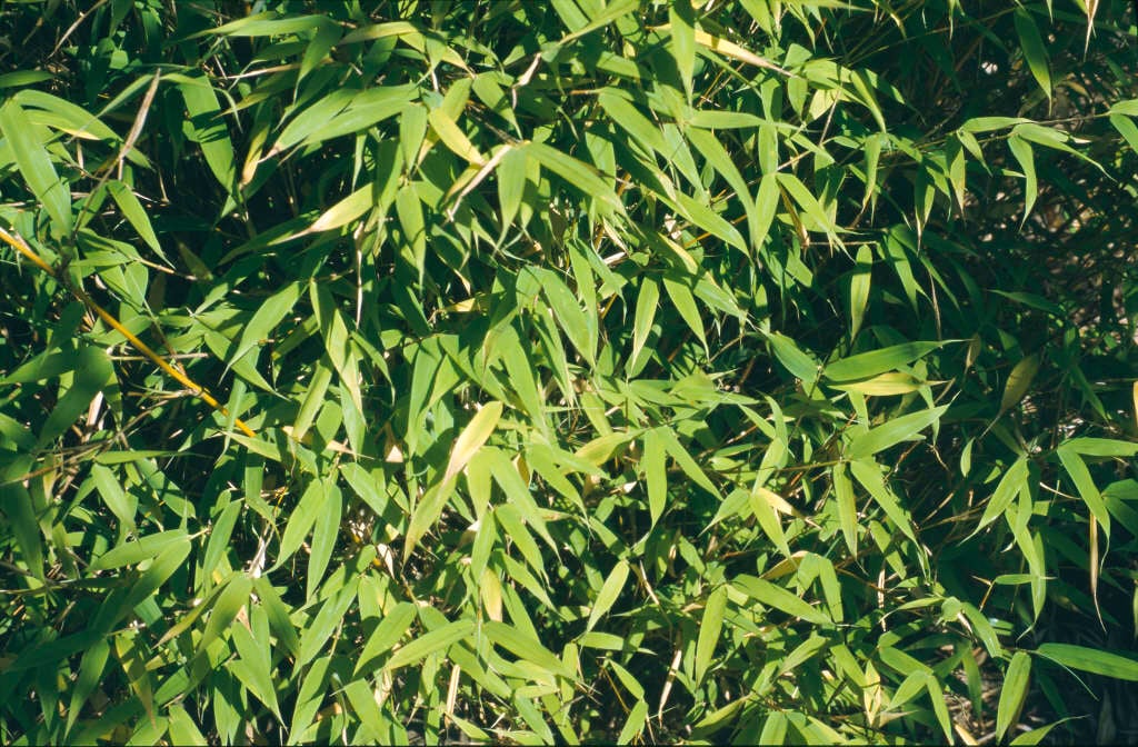 FARGESIA MURIELIAE 'Umbrella Bamboo'