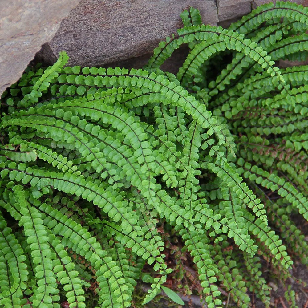 ASPLENIUM TRICHOMANES  'Maidenhair Spleenwort'