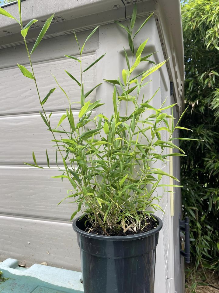 CHUSQUEA GIGANTEA (Rare)