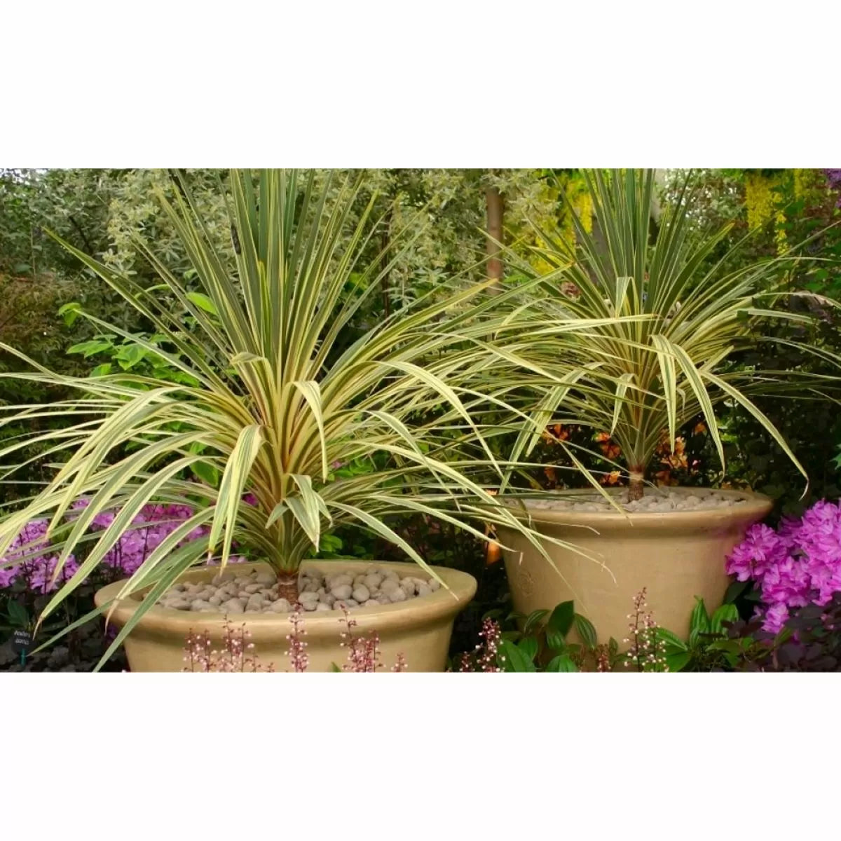 Cordyline Torbay Dazzler  (Cabbage Palm)