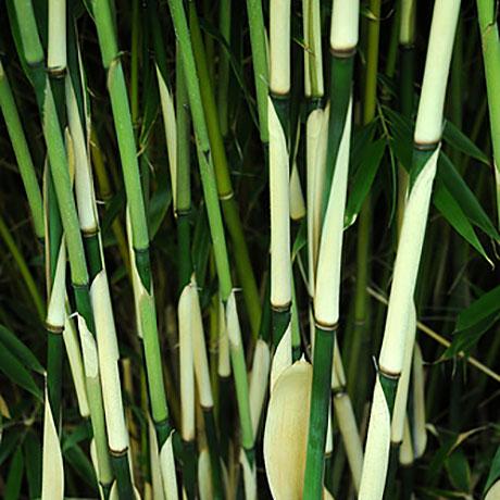 FARGESIA ROBUSTA 'PINGWU'