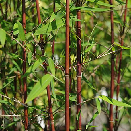 FARGESIA JIUZHAIGOU 'Genf' RED Stemmed Bamboo