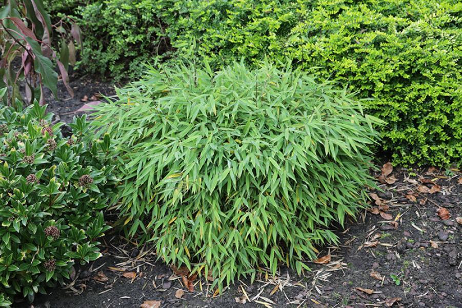 FARGESIA MURIELIAE 'ELIAS' (Dwarf Umbrella)