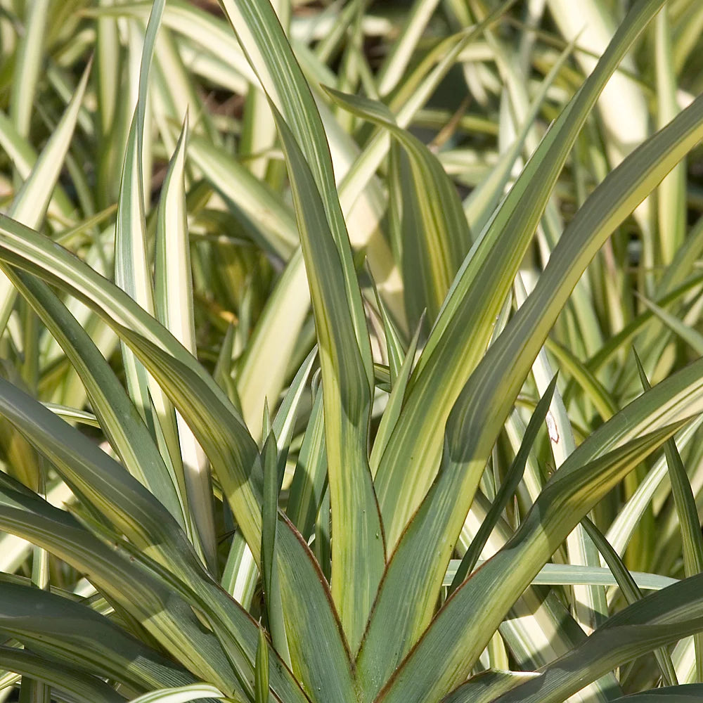 Phormium Cream Delight  (Mountain Flax)