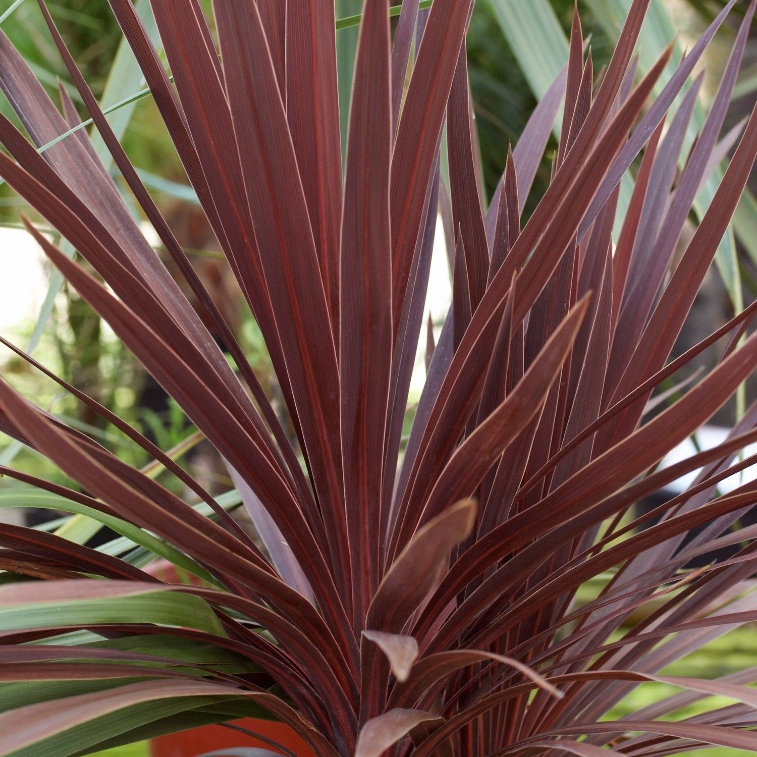Cordyline Torbay Red (Cabbage Palm)
