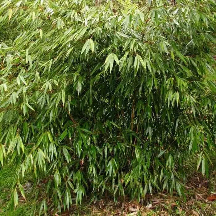 FARGESIA ROBUSTA FORMIDABLE