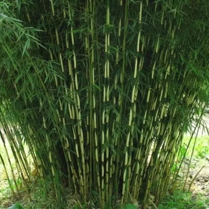 FARGESIA ROBUSTA FORMIDABLE