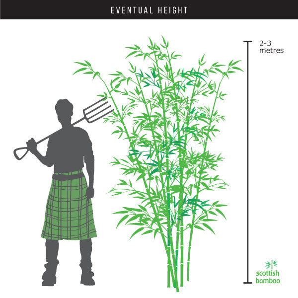 FARGESIA NITIDA 'VOLCANO'  Chinese Fountain Bamboo