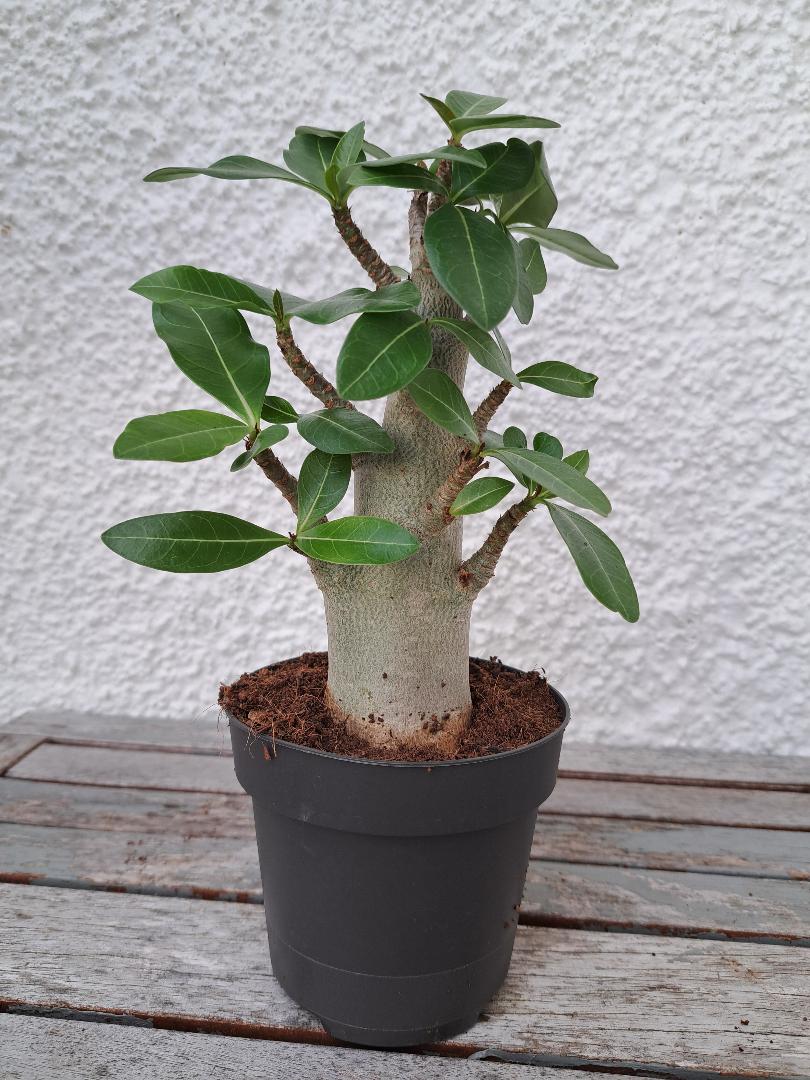 ADENDUM OBESUM