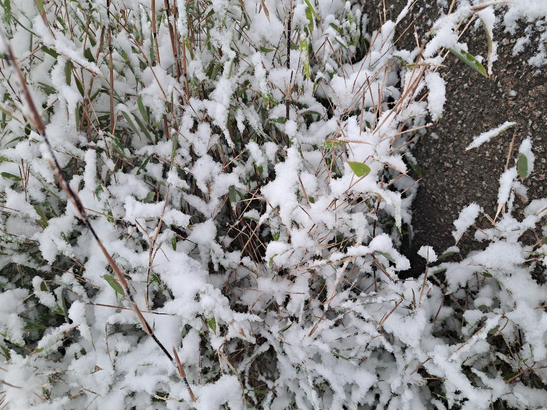 FARGESIA Nitida  'OBELISK'